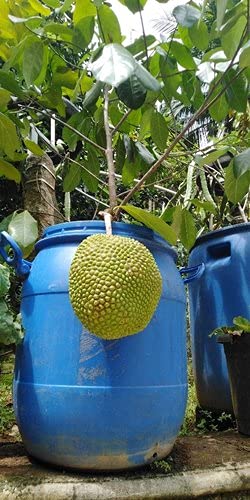 Aiden Gardens Super Dwarf Vietnam Super Early Variety Jackfruit Grafted 1 Healthy Live Plant (B093HGHVVF) Amazon Price History, Amazon Price Tracker