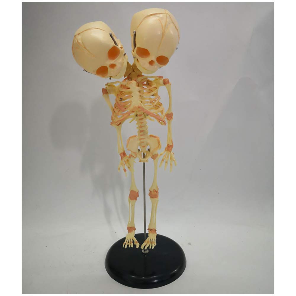 Modello di Scheletro fetale - Modello anatomico di Scheletro Infantile - Modello didattico Scheletro fetale in Materiale PVC - Modello didattico per Display di Studio