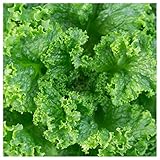 Everwilde Farms VLELGRR-07