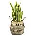 LEEPES Large Natural Woven Seagrass Tote Belly Basket for Storage,Laundry, Picnic,Plant Pot Cover,and Beach Bag(10" Opening Diameter x10.5 Height,Plush Criss-Cross Seagrass)