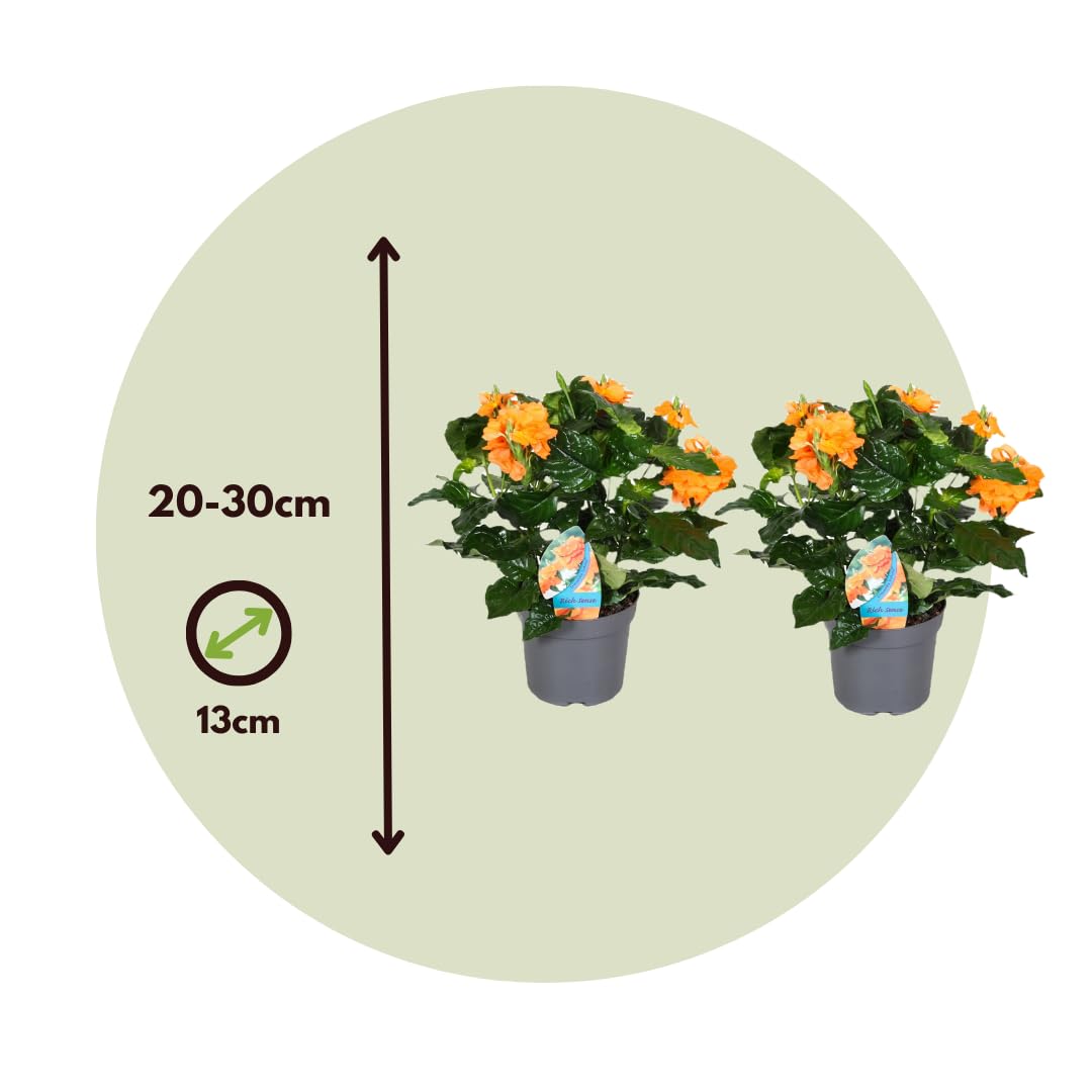 Plant in a Box - Crossandra 'Fortuna' - 2er Set - Blhende Zimmerpflanzen  mit Orangen Blten - Topf 13cm - Hhe 20-30cm : Amazon.de: Garten