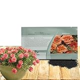 Outsidepride Sundial Peach Portulaca Moss Rose Seeds - 500 Pcs Annual, Heat & Drought Tolerant, Soil Adaptable Moss Seeds Ground Cover & Flower Seeds for Planting in Gardens & Xeriscapes (AAS Winner)