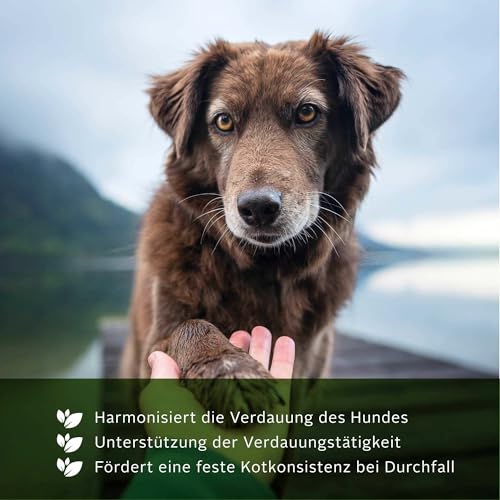 TJURE Gastro Liquid für Hunde | 500 ml | Ergänzungsfuttermittel zur Unterstützung der normalen Verdauung | Mit Blutwurz, Heidelbeerblättern & Gänsefingerkraut | Made in Germany