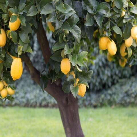65 semillas de limonero amarillo