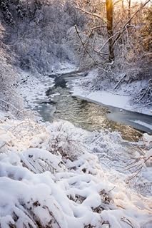 Sparkling Woods Premium Fragrance Oil, 4 Oz. Bottle