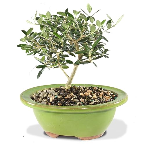 Brussel's Bonsai Live European Olive Bonsai Tree - Small, 4 to 8 in- Live Bonsai in Ceramic Bonsai Pot