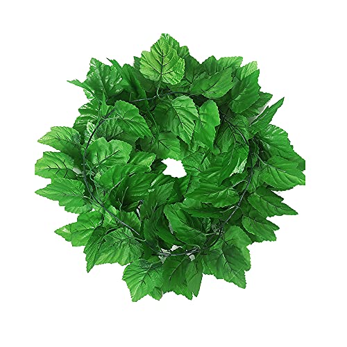 Hojas De Parra Lidl ️ 2024