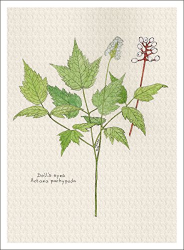 Style ARThouse Botanical Print, Doll's Eyes Plant from the Wildflowers Group, Archival Quality Giclee Print, 7 X 9.5 Inches