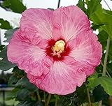 Ruffled Satin® Hibiscus - Tropical Look/Hardy - Rose of Sharon - Proven Winner