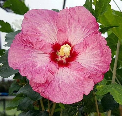 Ruffled Satin Hibiscus - Rose of Sharon - 4 Ruffled Satin Hibiscus - Rose of Sharon - 4