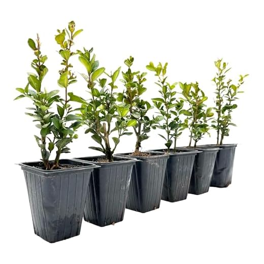 Highlander Boxwood Shrubs for Privacy