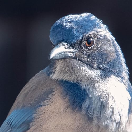 Stranger Tongues, Stranger Tides