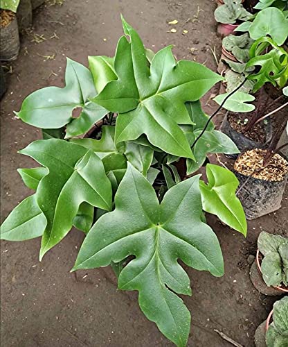 HERBALISM doryopteris ludens (B0987V3JH9) Amazon Price History, Amazon Price Tracker