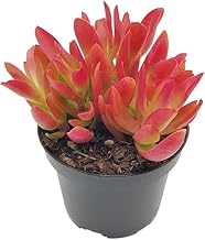 Fangblatt - Crassula capitella "Campfire" - feuriges Dickblatt - außergewöhnliche Sukkulente - pflegeleichte Zimmerpflanze