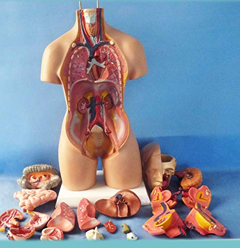 Menschliches Torso-Modell, der Menschen Organs- Menschlicher Torso Körper Artikelnummer- Anatomie Anatomische Medical Innere Organe für