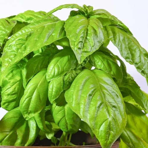 Welldales 50 Italian Giant Sweet Basil Seeds Grow Your Own Kitchen Herbs Indoors Outdoors