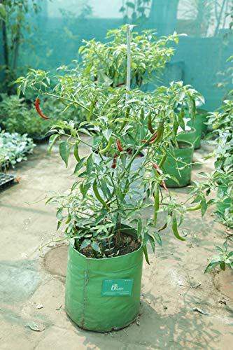 Image of Bio Blooms Round HDPE Plant Grow Bag for Terrace & Kitchen Gardening| Pack of 10| 9x9|200 GSM Heavy Duty Outdoor Grow Bag | Durable Planter for Vegetables, Flowers & Plants (Green & Orange)