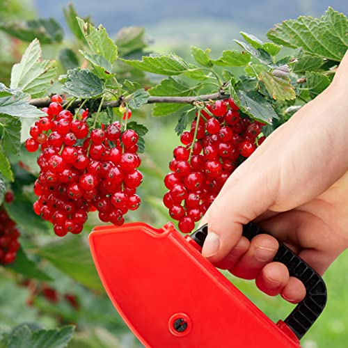 Beerenkamm Relaxdays Beerenpflücker aus Kunststoff für verschiedene Beeren