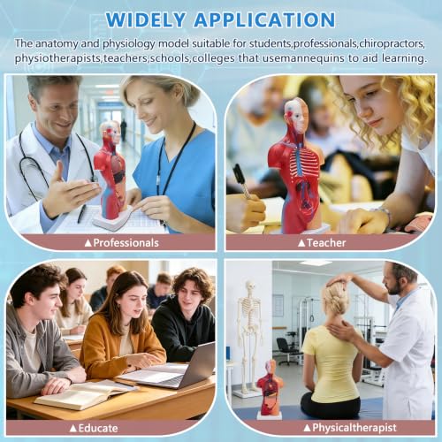 Image of 11 inch Human Body Model, 15 Pcs Removable Human Torso Anatomy Model for Student Study,Teaching Demonstration and Medical Education Display