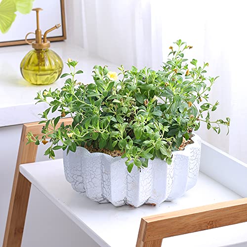 クリエイティブセラミック植木鉢北欧シンプルスタイルサボテン多肉植物グリーンディルトレイ付き大型鉢植え屋内デスクトップ植木鉢、20cm