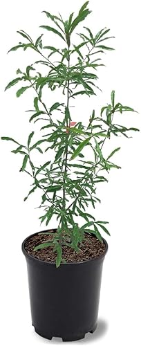 Willow Oak, caducifolio, árbol de sombra, crecimiento rápido, rodamiento de bellota, 1 galón, maceta de vivero