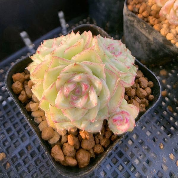 Amazon.co.jp: 農園直売 多肉植物 寄せ植え エケベリア属