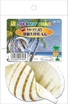 ヤドカリのお宿　{ 貝殻  巻貝 B } 51wfhefWCyL._UF350,350_QL50_.jpg