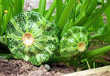 30+ Seeds Patty Pan Squash - Vegetable Green