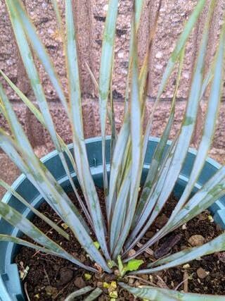 Amazon.co.jp: 耐寒性 ユッカ・ロストラータ苗木 5号 葉15枚以上