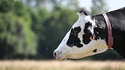 Ireland&rsquo;s Brainiest Bovine