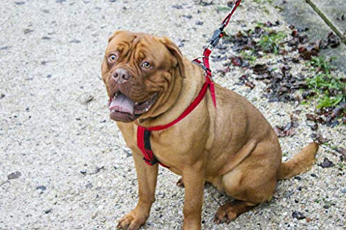 Ferplast Cricket Grande, Peitoral para Cães, Azul, com Estofamento Interno Ferplast para Cães, Grand