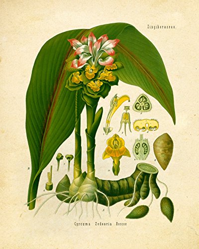Arte de parede vintage com estampa botânica – Páscoa, ervas e especiarias indianas – Conjunto de 6 –