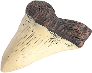 ignoramus Megalodon Tooth Fossil Giant Tooth Megalodon Tooth Resin Replica