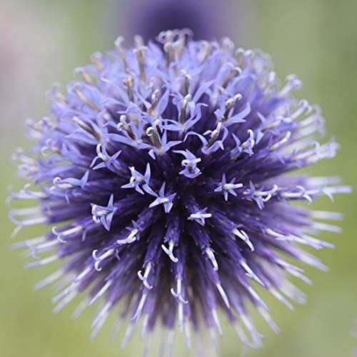 エキノプス・リトロの種(20粒) エキノプス・リトロの種(20粒)