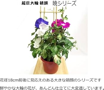 朝顔 朝顔・平安の暁| 種・苗・ガーデニング用品の【タキイネット通販】