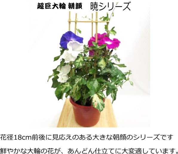 Amazon.co.jp: 朝顔 暁の海 9cmポット苗 : DIY・工具・ガーデン
