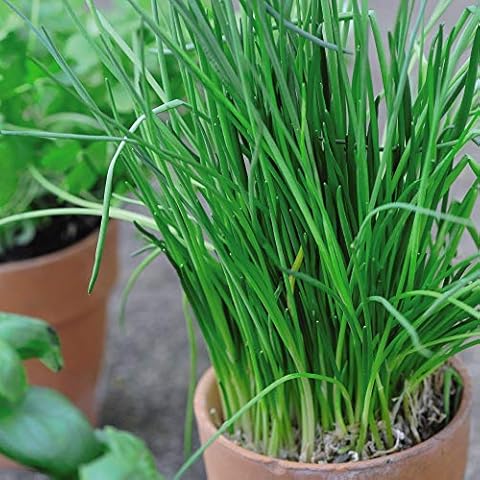 Thompson & Morgan Chive Herb Seeds Packet Cover