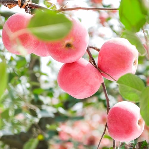 semi di mela di melo fresca, balcone a colonnare resistenti all'esterno fresca, esotiche resistenti da colonnari, 15pcs