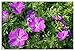 Produktbild Stauden Gänge 3 x Geranium sanguineum 'Dilys' (Winterhart/Stauden/Staude/Mehrjährig/Bodendecker) Pinker Blut Storchschnabel - Leuchtende Blüten für monatelange Gartenfreude - Bienenfreundlich