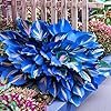 Mixrug 207+ Hosta Seeds Blue for Planting Outdoors - Rare Hostas Seeds Perennial Giant Low Maintenance Shade Plants for Borders Containers & Landscape Design #4