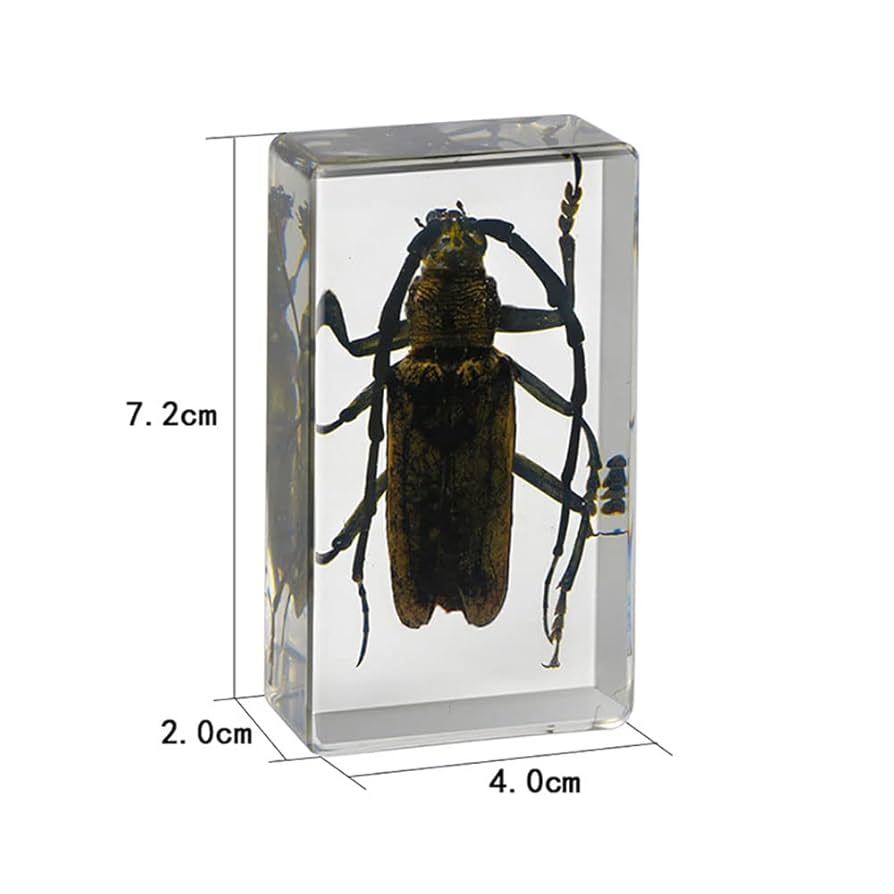 カーニバル、昆虫標本2 カーニバル、昆虫標本2 カーニバル、昆虫