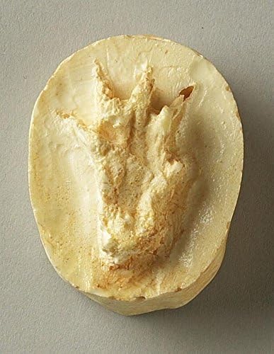 Weasel Track Replica