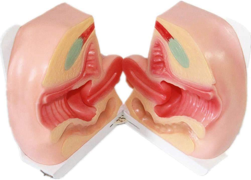 Guida Contraccezione Femminile del Modello per Interni Ed Esterni con Organi Genitali Modello Modello