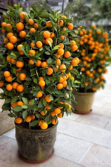 See full amazon price history chart for MSK EVER GREEN live Hybrid Sarbati Lemon Nimbu Plant for Garden Fruit Plant With black Plastic Pot MSK EVER GREEN live Hybrid Sarbati Lemon Nimbu Plant for Garden Fruit Plant With black Plastic Pot (B0CJQZGCMF) Amazon Price History, Amazon Price Tracker
