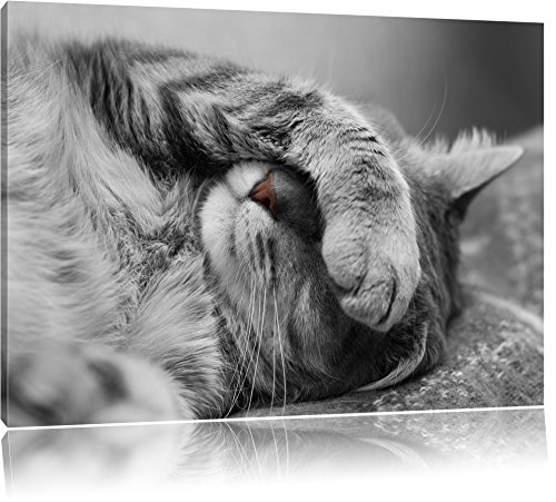 mignon sommeil noir / blanc Taille chat: 60x40 sur toile, énorme XXL Photos complètement encadrée...