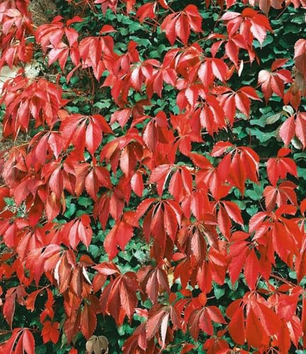 BALDUR Garten 1x Wilder Wein 'Quinquefolia', Pflanze im 9x9 cm-Topf, schnellwachsende...