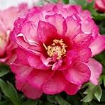 Julia Rose Itoh Hybrid Peony Flower Root - Fragrant - Attracts Butterflies and Hummingbirds - Good as Cut Flowers - Perennializing - Deer Resistant