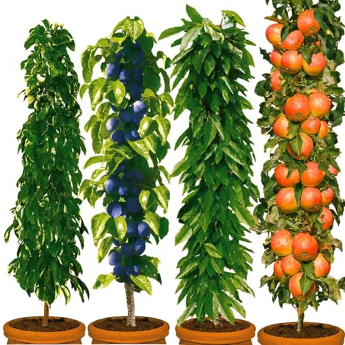 Garten-Kollektion Premium Säulen-Obstbäume Set, 4 Winterharte Pflanzen, Birne, Kirsche, Pflaume, Apfel, Platzsparend