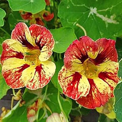Nasturtium Ice Cream Sundae Edible Flower Seeds Cover