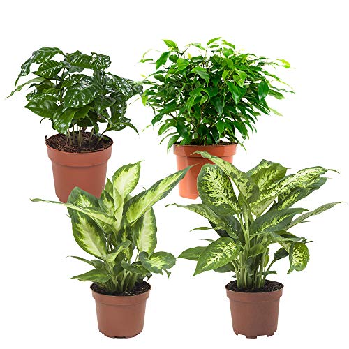 Choice of Green - Plantmix 4 Pieces: Ficus - Live Indoor Plant in Growers Pot Diameter 12 cm - Height 25 cm - Quality from Holland - Fresh from The Grower